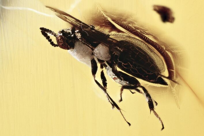 Detailed Fossil Wasp (Chalcidoidea) In Baltic Amber #330608